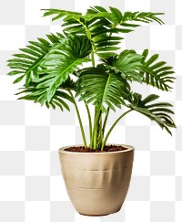 PNG Plant leaf houseplant transparent background