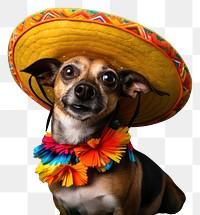 PNG Dog sombrero portrait mammal. AI generated Image by rawpixel.