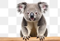 PNG Koala wildlife mammal animal transparent background