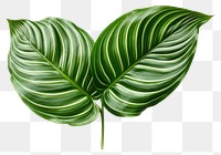 PNG Plant leaf xanthosoma freshness. 