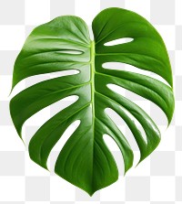 PNG Plant leaf xanthosoma freshness. 