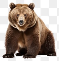 PNG Wildlife mammal animal bear. AI generated Image by rawpixel.