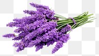 PNG Lavender blossom flower plant. 