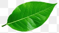 PNG Leaf plant green freshness. 