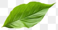 PNG Leaf plant transparent background xanthosoma