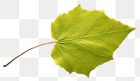 PNG Leaf plant tree transparent background. AI generated Image by rawpixel.