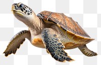 PNG Reptile animal turtle transparent background