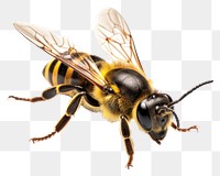 PNG Bee animal insect hornet transparent background