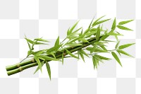 PNG Bamboo plant white background asparagus