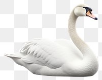 PNG Swan animal goose white. 