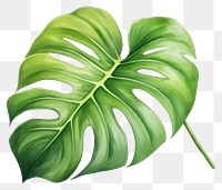 PNG Plant leaf white background xanthosoma. 