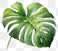 PNG Plant leaf white background xanthosoma. 