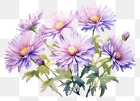 PNG Aster blossom flower plant. 