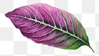 PNG Leaf purple plant petal. AI generated Image by rawpixel.