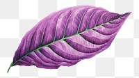 PNG Leaf purple plant freshness. AI generated Image by rawpixel.