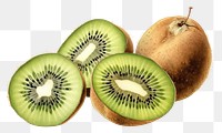 PNG Fruit plant kiwi food. AI generated Image by rawpixel.