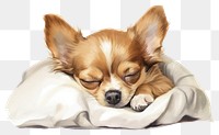 PNG Dog chihuahua papillon sleeping. 