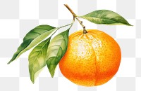 PNG Grapefruit plant food clementine