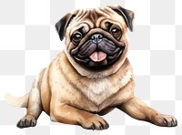 PNG Pug dog drawing mammal. 