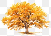 PNG Tree drawing autumn plant. 