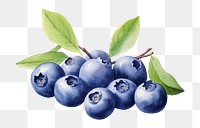 PNG Blueberry fruit plant food. 