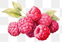 PNG  Raspberry berries fruit plant. 