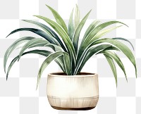 PNG Plant vase white background bromeliaceae. AI generated Image by rawpixel.