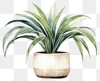 PNG Plant vase white background bromeliaceae. 