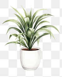 PNG Plant vase houseplant flowerpot. 