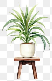 PNG Plant vase bromeliaceae houseplant. 