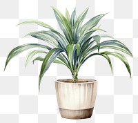 PNG Plant vase bromeliaceae houseplant. AI generated Image by rawpixel.
