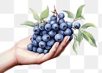 PNG Blueberry fruit plant food. 