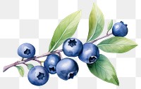 PNG Blueberry fruit plant food. 