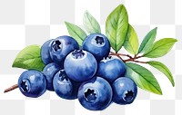 PNG Blueberry fruit plant food. 