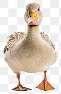 PNG Animal goose bird duck. 