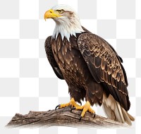 PNG American eagle animal beak bird. AI generated Image by rawpixel.