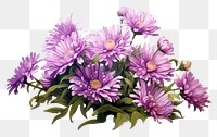 PNG Aster flower purple plant. 