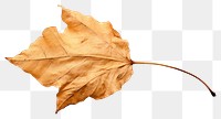 PNG Leaf plant tree fragility. AI generated Image by rawpixel.