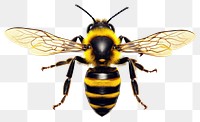 PNG Bee animal insect hornet transparent background