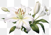 PNG Flower plant white lily