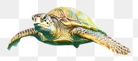 PNG Reptile drawing animal turtle. 