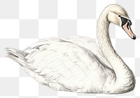 PNG Swan animal white bird. AI generated Image by rawpixel.