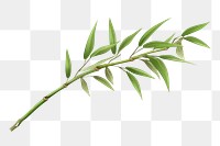PNG Bamboo plant leaf white background