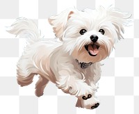 PNG Dog maltese terrier mammal. 