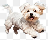 PNG Dog maltese terrier mammal. 