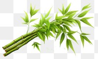 PNG Bamboo plant white background freshness. 