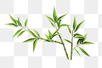 PNG Bamboo plant leaf white background. 