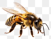 PNG Bee animal insect hornet transparent background