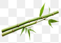 PNG Bamboo plant white background freshness. 