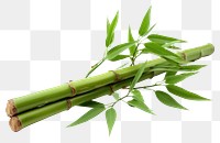 PNG Bamboo plant white background freshness. 